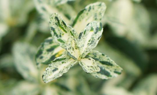 Euonymus fortunei 'Harlequin', Fusain de Corée 'Harlequin