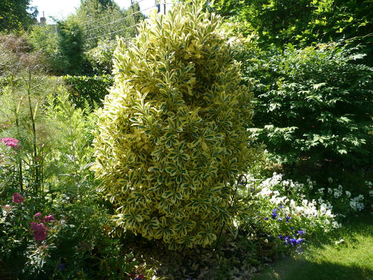 Euonymus Japonicus Bravo