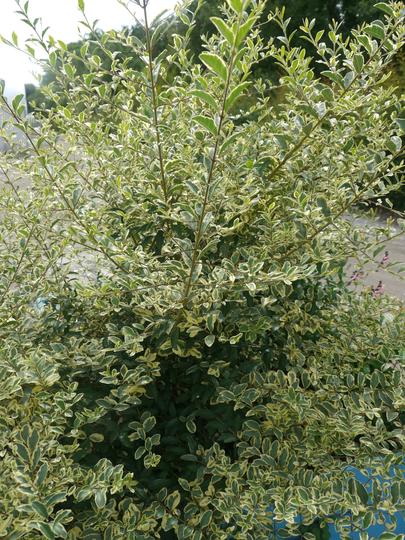LIGUSTRUM ibota MUSLI 'Muster'