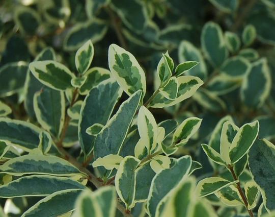 LIGUSTRUM ibota MUSLI 'Muster'