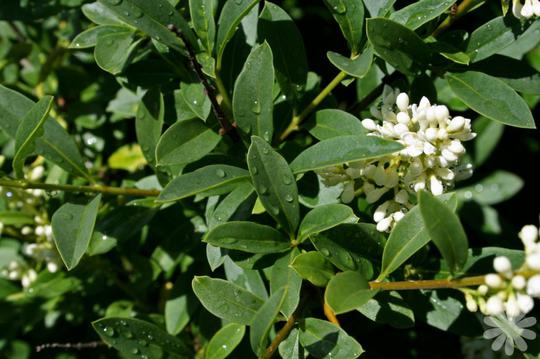 LIGUSTRUM ibota - Arbustes de haies