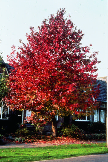 fruit du liquidambar styraciflua