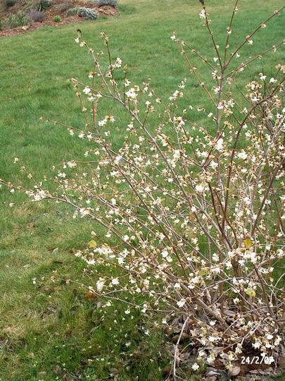 Lonicera fragrantissima 2024