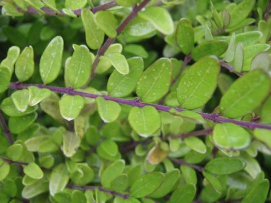 LONICERA nitida 'Elegant'