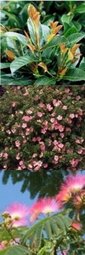 Prunus ETNA, Potentilla LOVELY PINK, Albizia OMBRELLA