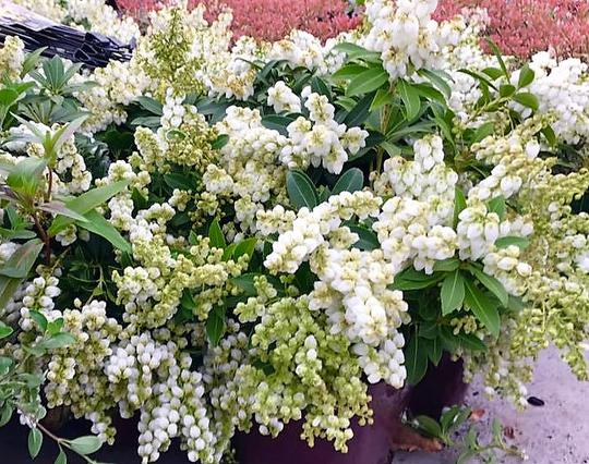 PIERIS japonica 'Prelude'