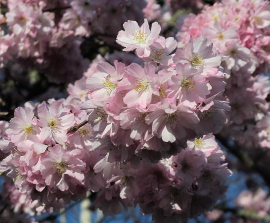 PRUNUS ACCOLADE (Cerisier à fleurs du Japon Accolade)