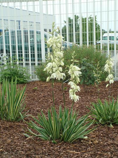 YUCCA filamentosa 'Bright Edge'